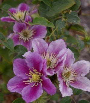 We did not find results for: Clematis PIILU | Clematis, Perennials, Plants