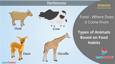 Food - Where Does it Come From Class 6 Science - Types of Animals Based