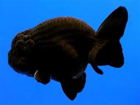 Goldfish Lovers: Ranchu
