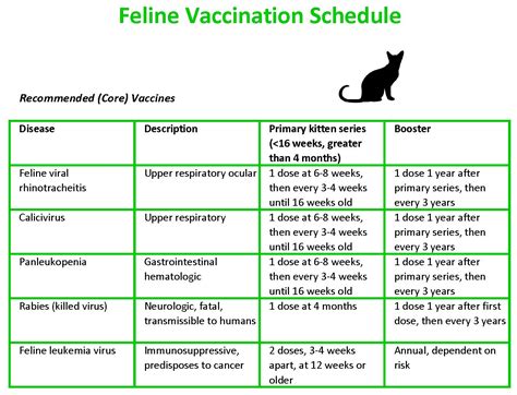 Vaccines should never be given to a kitten with a fever or. kitten shot schedule (With images) | Cat shots