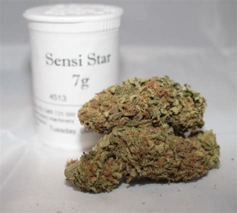 Buy Sensi Star Cannabis Strain Sensi Star Strain Royal Sensi Strain