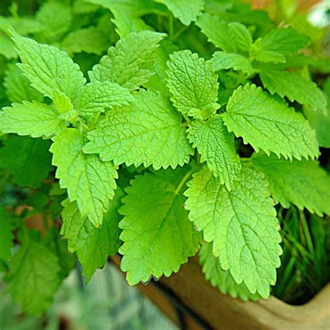 Lemon Balm Seeds Mountain Top Seed Bank