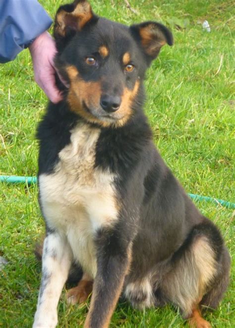 Harry 18 Month Old Male Collie Cross Huntaway Dog For Adoption