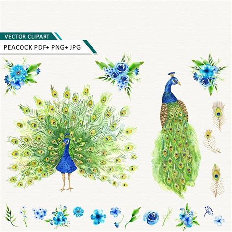 peacock watercolor clipart peacock and flowers vector clip art etsy in 2020 watercolor