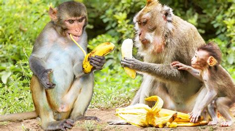 Cute Monkey Eating Banana Funny Animals And Pets Compilation Youtube