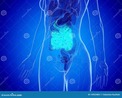 A Womans Small Intestine Stock Illustration Illustration Of Biology 149524851