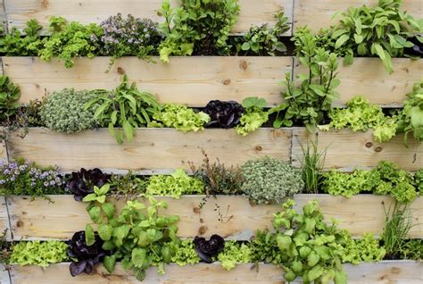 The flower heads are sold by weight; DIY: How to Make Your Own Living Wall in 2020 | Vertical ...