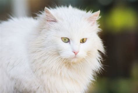 White Cat Facts 8 Reasons Why All White Cats Are Awesome