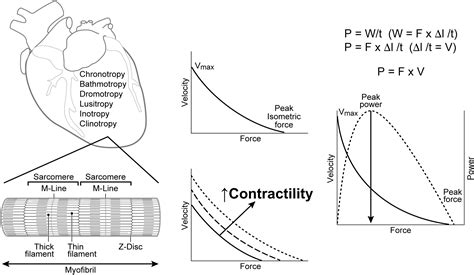 Frontiers Myocardial Contractility Historical And Contemporary