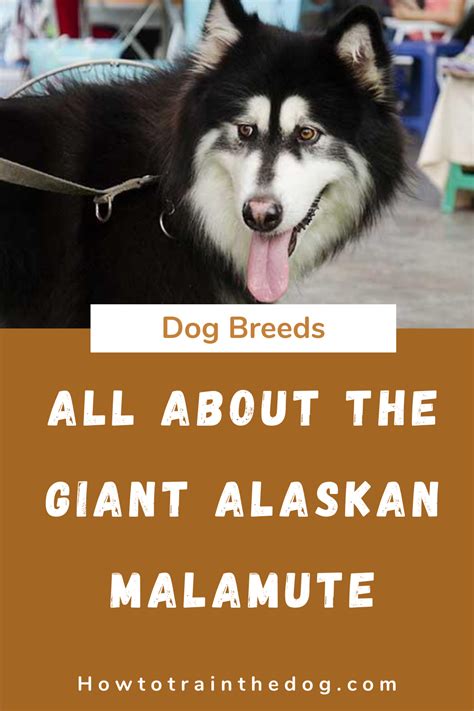 All About The Giant Alaskan Malamute Facts And Information Malamute