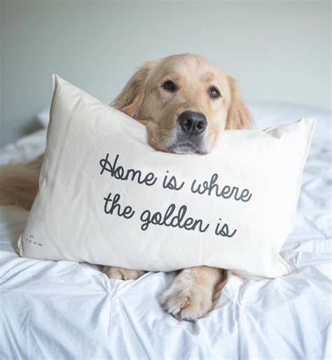 586 Best Images About Golden Retriever Quotes On Pinterest The Golden