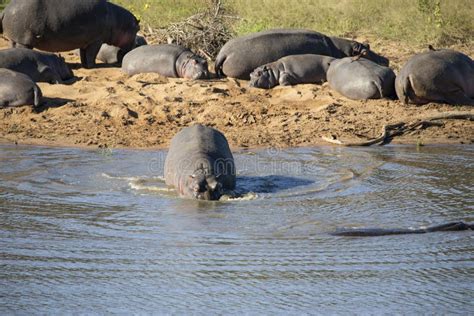 Un Hipopótamo Africano Buceando En El Agua De Un Lago O Río Donde Vive