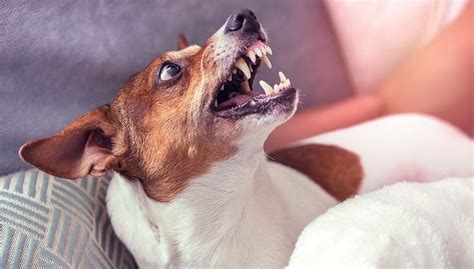 15 Fear Aggression In Dogs Facts Every Dog Owner Should Know