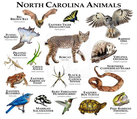 Animals Of North Carolina Poster Print Inkart