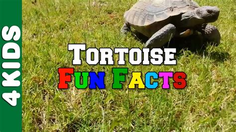 Click about to get started! Tortoise Fun Facts | ANIMALS 4 Kids | JUNIORS TOONS - YouTube
