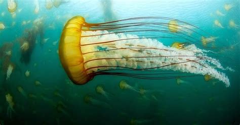 Contoh gambar mewarnai gambar ubur ubur sketsa gambar lukisan. UFO Perairan - Ubur-Ubur (Jellyfish) - Gambar Gambar Lucu
