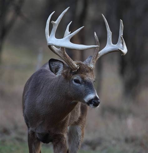 White Tail Deer · New Zealand Safaris