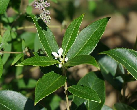 Maybe you would like to learn more about one of these? 15 Best Smelling Indoor Plants For A Divinely Fragrant ...