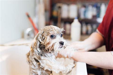 Fwbs Best Pet Groomers Make For A Dapper Dog Lee Nissan