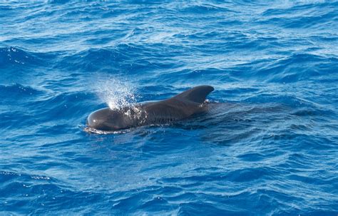 Free Images Sea Ocean Fish Pilot Vertebrate Whale Marine Mammal