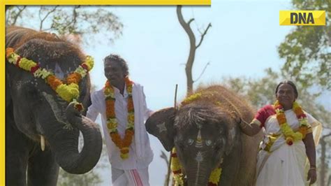 Pm Modi To Visit The Elephant Whisperers Stars Bomman And Bellie During