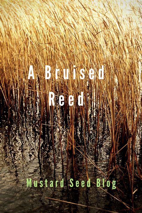 A Bruised Reed Isaiah 42 Christian Bloggers Lds Scriptures