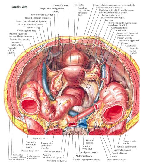 Internal of woman abdomin and symthom human anatomy Ultrasound Leadership Academy: The Basics of Pelvic ...