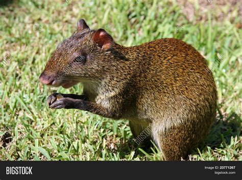 Mexican Agouti Image And Photo Free Trial Bigstock