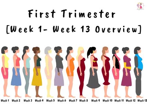 First Trimester Of Pregnancy Weeks 1 To 13 Symptoms And Development