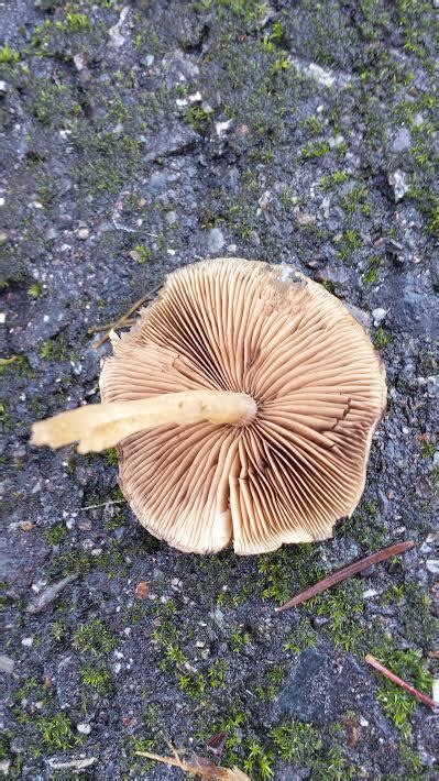 Id Request Pacific Northwest Cespitose Fungi Mushroom Hunting And