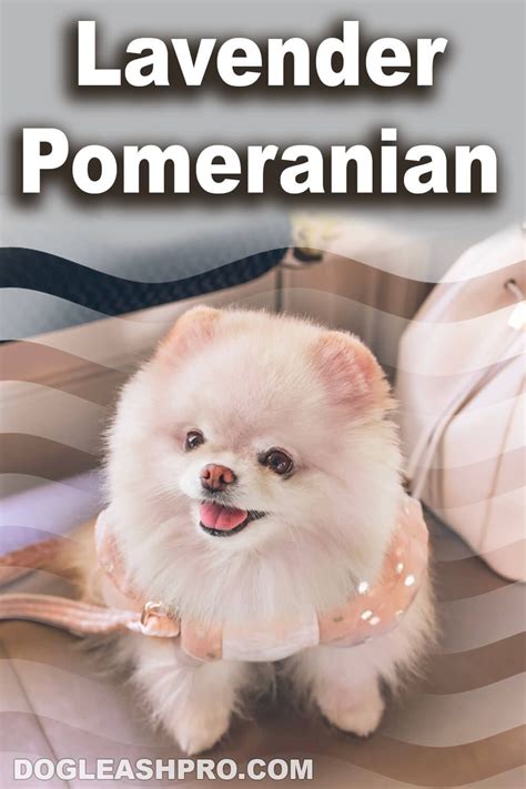 Lavender Pomeranian Complete Guide Pomeranian Colors Pomeranian Pomeranian Puppy