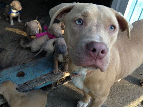 He'll need to use the toilet during several occasions: PHOTOS: Pit bull puppies in need of care | abc13.com