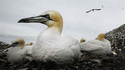 In Pictures Scotland S Largest Colony Of Gannets Press And Journal