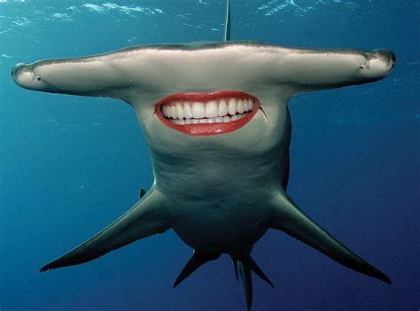 Can You Guess The Celeb Smile From Guess The Celeb Shark Smiles E News