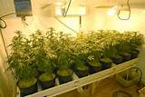 Images of Medical Marijuana Grow Room Setup