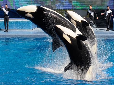 seaworld agrees to end captive breeding of killer whales npr and houston public media