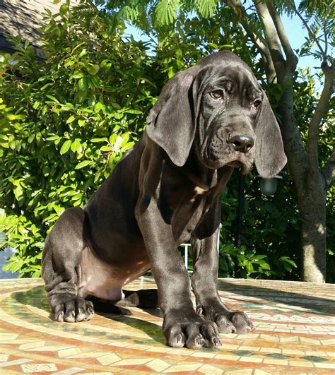 A popular myth is there are few rescue puppies for adoption in the uk. PUPPY...... Great Dane Made in Famiglia Miscano Breeder ...