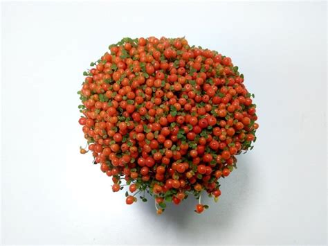 Nertera Granadensis Coral Bead Plant Fruit Bearing Plants Dubai