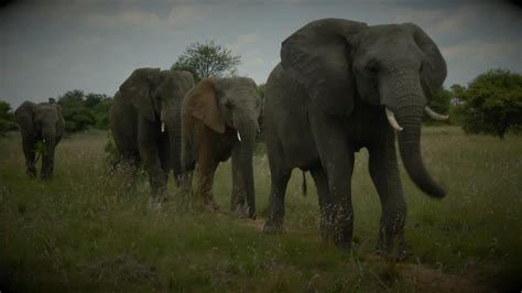 Discover The Extraordinary Sense Of Smell Of Elephants On 5050