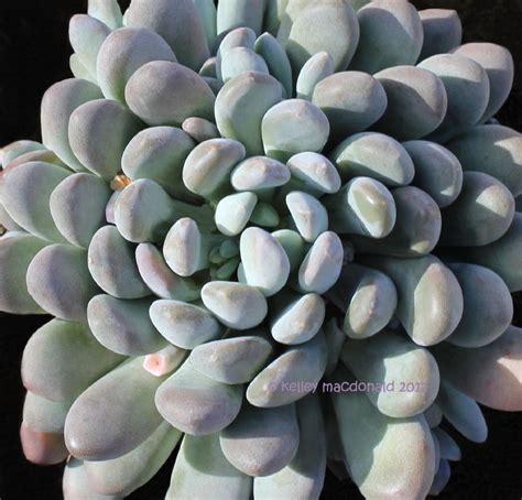 Maybe you would like to learn more about one of these? PlantFiles Pictures: Echeveria 'Blue' (Echeveria elegans ...