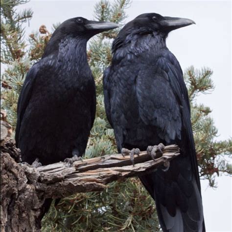 Common Raven Pajarito Environmental Education Center