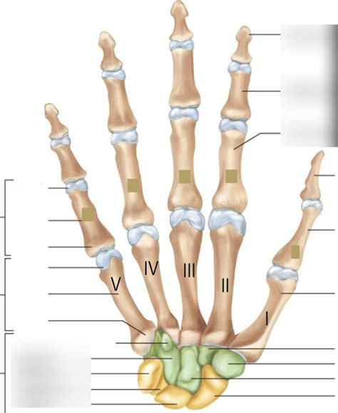 Carpal Bones Diagram Quizlet