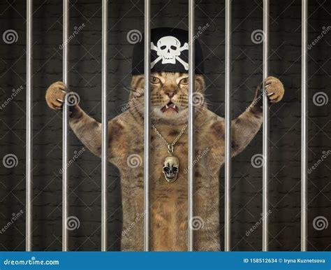 Cat criminal behind bars stock photo. Image of creative - 158512634