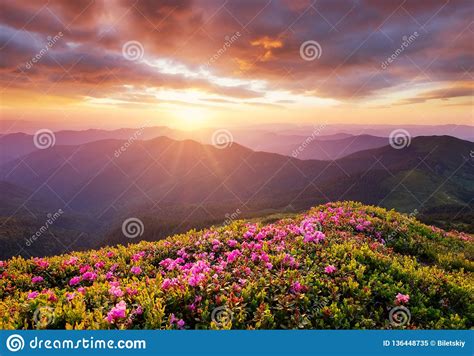 Mountains During Flowers Blossom And Sunrise Flowers On
