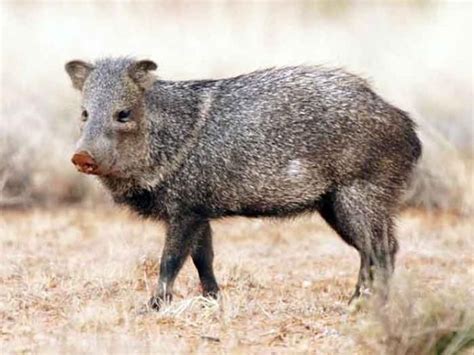 These lovely mammals can live on little food due to a low metabolism rate. Tropical Rainforest Animals in Africa | Tropical ...