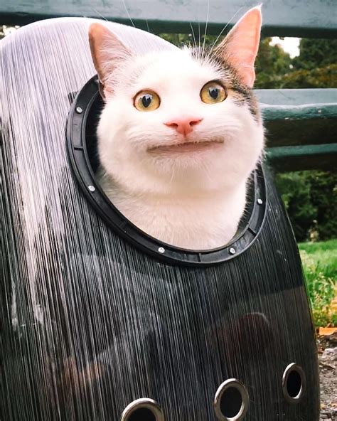 70 Polite Cat Meme Face Smile