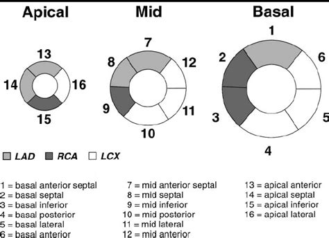 Diagram Shows A Segment Model Of The Left Ventricle Short Axis View Of