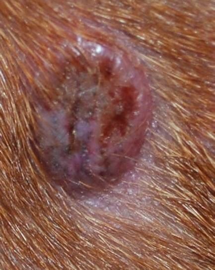 Benign Skin Masses Of Dogs • Mspca Angell