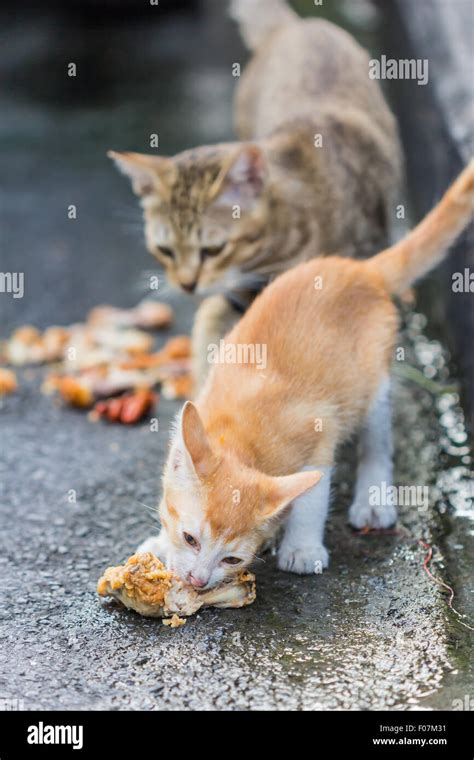 Cat Chicken Hi Res Stock Photography And Images Alamy