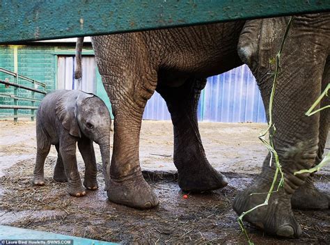 Nelly Christmas Baby Elephant Is Early Festive Treat For His First